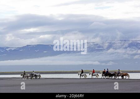 Équitation des chevaux islandais sur la plage de sable, Husey, Islande Banque D'Images