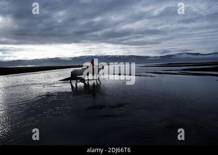 Équitation des chevaux islandais sur la plage de sable, Husey, Islande Banque D'Images