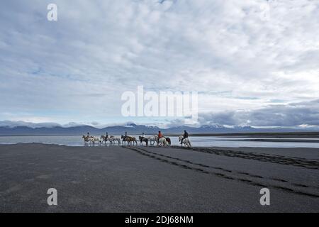 Équitation des chevaux islandais sur la plage de sable, Husey, Islande Banque D'Images