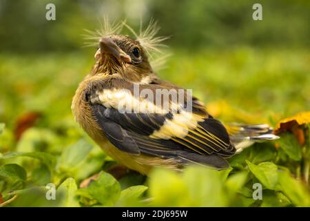 Bébé oiseau avec une coiffure punk, séparé de sa mère et se sentant perdu dans l'herbe Banque D'Images