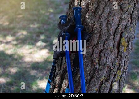 trekking de canne à gauche s'inclinant sur l'arbre dans le temps du reste de la promenade Banque D'Images