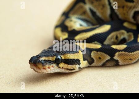 reptile, serpent, python, studio, isolé, animal, blanc, balle, faune, sauvage, fond, espèce, royal, jaune, vertébrés, fond blanc, Banque D'Images