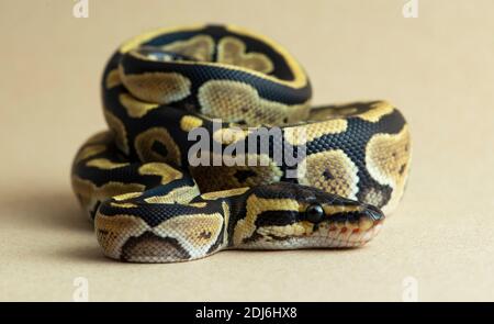 reptile, serpent, python, studio, isolé, animal, blanc, balle, faune, sauvage, fond, espèce, royal, jaune, vertébrés, fond blanc, Banque D'Images