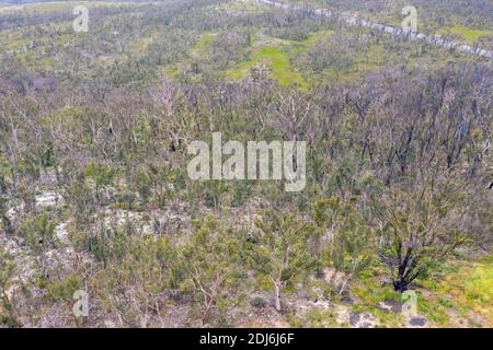 Photographie aérienne de la régénération forestière après les feux de brousse près de Clarence in Les Tablelands centraux de la Nouvelle-Galles du Sud en Australie Banque D'Images