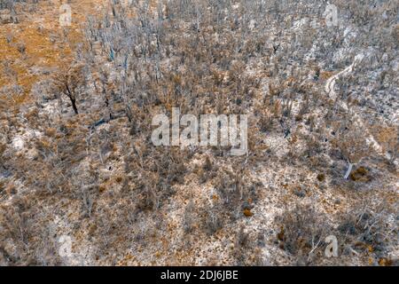 Photographie aérienne de la régénération forestière après les feux de brousse près de Clarence in Les Tablelands centraux de la Nouvelle-Galles du Sud en Australie Banque D'Images