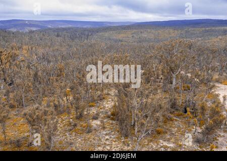 Photographie aérienne de la régénération forestière après les feux de brousse près de Clarence in Les Tablelands centraux de la Nouvelle-Galles du Sud en Australie Banque D'Images