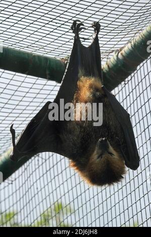 Chauve-souris de fruits mauricienne en captivité sur l'Ile aux Aigrettes, Maurice Banque D'Images