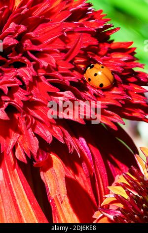 Coccinelle sur une fleur rouge de conefères (échinacée) Banque D'Images