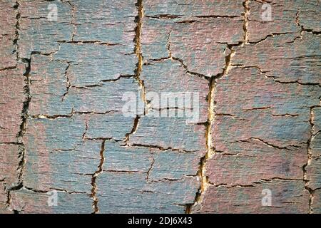 Texture de l'écorce d'épinette de relief. Image en gros plan de la texture de l'écorce de l'arbre. Arrière-plan naturel. Banque D'Images