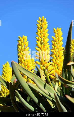 Bluete vom, Koecherbaum La rivière Tsauchab Camp, la Namibie / Blüte, Köcherbaum, (Aloe dichotoma) Banque D'Images