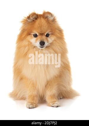 Jeune chien loulou de Pomerania spitz sur fond blanc Banque D'Images