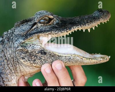 Alligator américain en captivité, Alligator mississippiensis, au Gator Park de Shark Valley, dans le parc national des Everglades, Floride, États-Unis. Banque D'Images