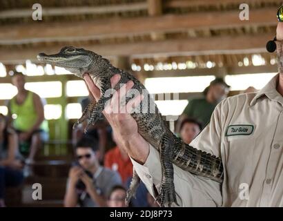 Alligator américain captif, Alligator mississippiensis, exposé au parc Gator, parc national des Everglades, Floride, États-Unis. Banque D'Images