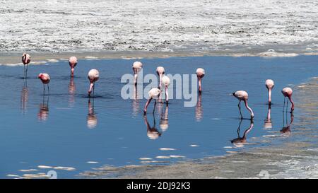 Flamants andins, Phoenicarrus andinus, Laguna Tara, réserve nationale de Los Flamencos, région d'Antofagasta, Chili. Banque D'Images