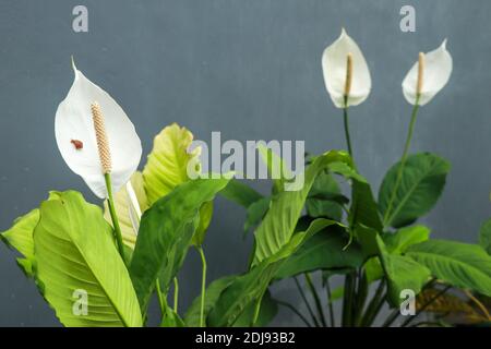 gros plan de la plante et de la fleur de cala zantschia ou de l'eau Argentine. Nénuphars sur fond gris. Nénuphars blancs, sur fond noir, po Banque D'Images