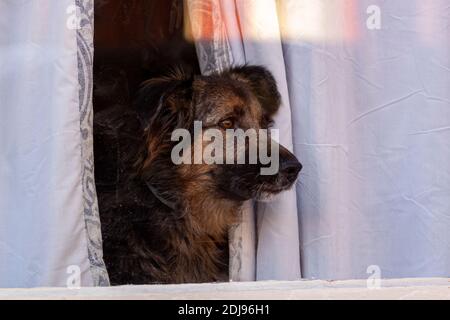 Un chien domestique se sent triste et seul à la maison. Le chien regarde par la fenêtre de verre de son appartement en ville à travers le rideau Banque D'Images