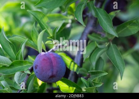 Le fruit de prune sur la branche avec les feuilles sur l'arbre. Banque D'Images