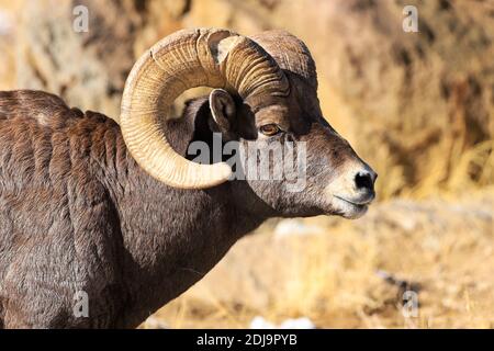 Mouton Big Horn des montagnes Rocheuses Ovis canadensis RAM Banque D'Images