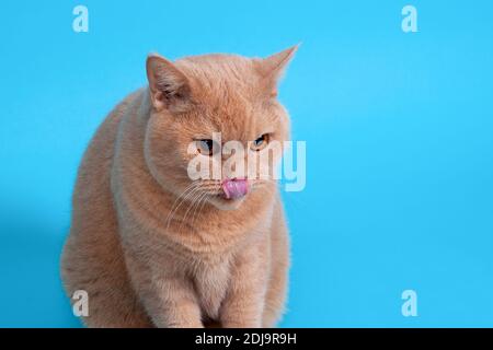 Cat Licking Delicieux Aliments Pour Chats Langue De Chat Beau Chat Domestique Studio Photo De Banniere Publicitaire Ou Commercial Chaque Concept Photo Stock Alamy