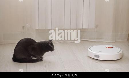 Adorable chat noir effrayé regarde le robot-aspirateur rond blanc nettoyer le plancher en bois à accrocher près du chauffage derrière le rideau à la lumière chambre à proximité Banque D'Images