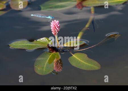 Une plante d'eau à fleurs roses avec une libellule bleue (Marsh Bluet) perchée au sommet. Banque D'Images