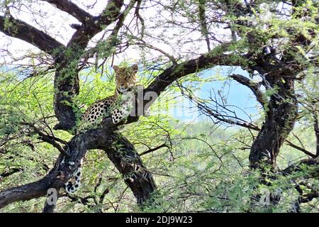 Un léopard africain (Panthera pardus) dans un arbre pendant la saison humide dans la soirée à la réserve africaine à Okonjima, Erongo, Namibie Banque D'Images