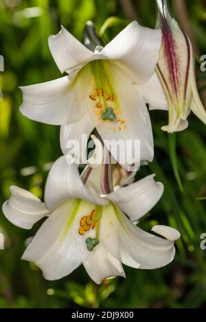 Formosa Lily, Basunlilja (Lilium formosanum) Banque D'Images