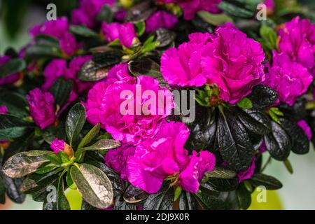 Azalea, Fönsterazalea (Rhododendron simsii) Banque D'Images