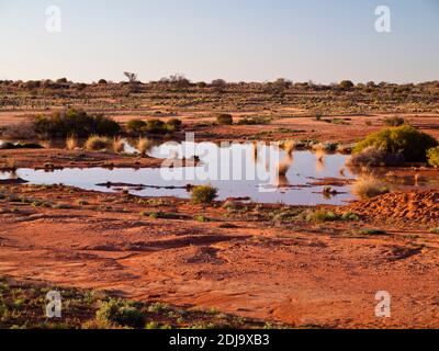 Précipitations récentes dans un désert s'imprégner le long de la route William Creek - Coober Pedy, en Australie méridionale Banque D'Images