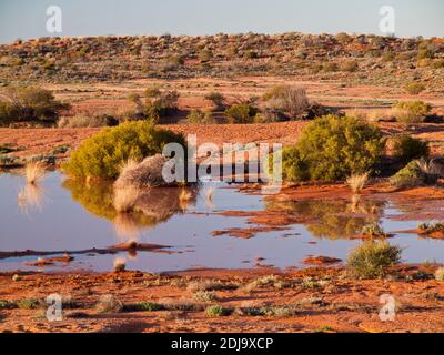 Précipitations récentes dans un désert s'imprégner le long de la route William Creek - Coober Pedy, en Australie méridionale Banque D'Images