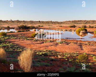 Précipitations récentes dans un désert s'imprégner le long de la route William Creek - Coober Pedy, en Australie méridionale Banque D'Images