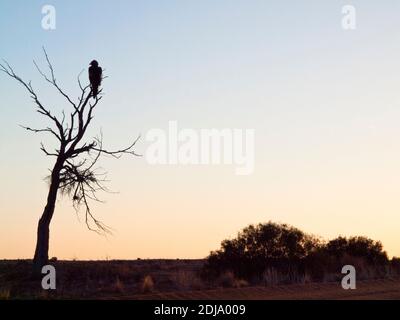 Buzzard (Hamirostra melanosternon) perché dans un arbre mort le long de la route William Creek - Coober Pedy, Australie méridionale Banque D'Images