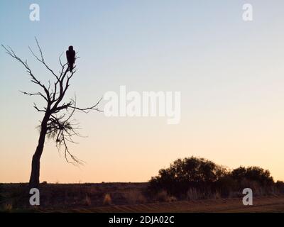 Buzzard (Hamirostra melanosternon) perché dans un arbre mort le long de la route William Creek - Coober Pedy, Australie méridionale Banque D'Images