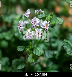 Pélargonium à tiges piquines, Taggpelargon (Pelargonium echinatum) Banque D'Images