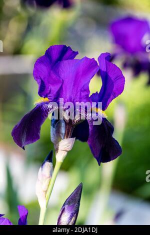 Joanna 'Tall' Iris, Skäggiris (iris germanica) Banque D'Images