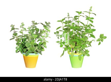 Branche de basilic de citron (basilic d'Hoary, Ocimum africanum, basilic laotien) et menthe poivrée. Des branches de basilic thaïlandais au citron et de menthe dans un pot de fleurs. Ensemble de HE aromatique Banque D'Images