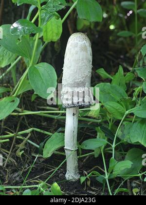 Coprinus comatus, connu sous le nom de calotte d'encre déchiquete, perruque d'avocat, ou manne déchiqueante, champignon sauvage de Finlande Banque D'Images