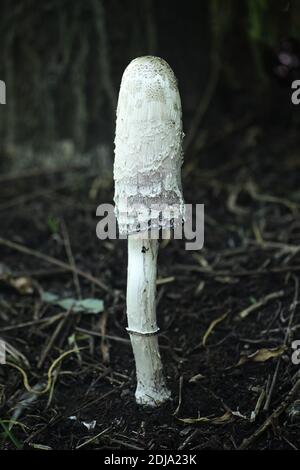 Coprinus comatus, connu sous le nom de calotte d'encre déchiquete, perruque d'avocat, ou manne déchiqueante, champignon sauvage de Finlande Banque D'Images