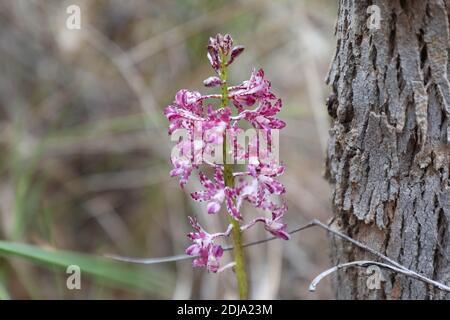 Dipodium roseum, communément appelé hyacinthe-orchidée rose ou hyacinthe-orchidée rose dans le parc national du fleuve Georges, à Picnic point. Banque D'Images