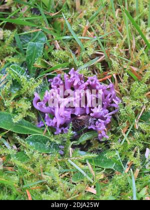 Clavaria zollingeri, également appelé Clavaria lavandula, communément appelé Violet Coral ou le corail magenta, champignon sauvage de Finlande Banque D'Images