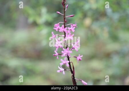 Dipodium roseum, communément appelé hyacinthe-orchidée rose ou hyacinthe-orchidée rose dans le parc national du fleuve Georges, à Picnic point. Banque D'Images