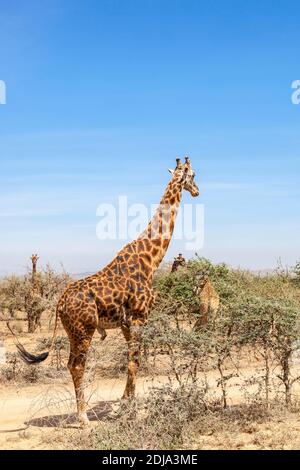 Troupeau de girafes parmi les arbres de la savane Banque D'Images