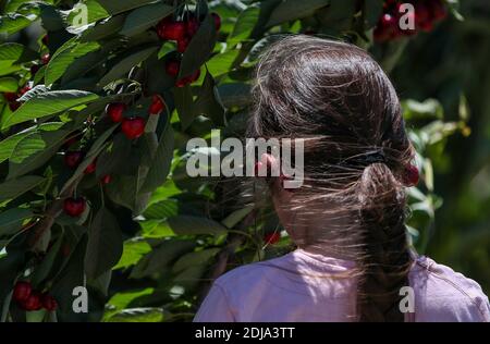 (201214) -- SYDNEY, 14 décembre 2020 (Xinhua) -- UNE fille utilise des cerises comme boucles d'oreilles dans un verger de Young, État de la Nouvelle-Galles du Sud, Australie le 12 décembre 2020. L'argent ne pousse pas sur les arbres, à moins que vous soyez un éleveur de cerises dans la ville australienne de Young, qui produit chaque année certaines des cerises de la plus haute qualité au monde. Avec la saison de cueillette annuelle qui tombe juste avant Noël, les petits fruits rouges sont devenus un favori australien de vacances, alimenté par un accès facile à des produits bon marché et de haute qualité. POUR ALLER AVEC 'Feature: 'Revenge Travel' soutient les villes australiennes dans le besoin (Xinhua/Bai Xuefe Banque D'Images