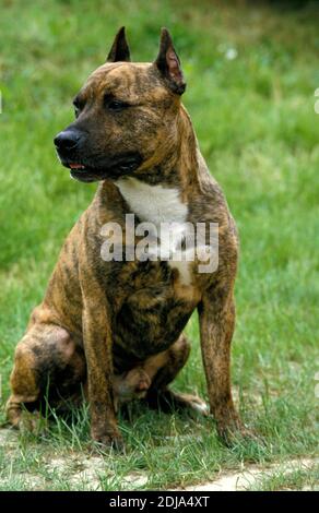 American Staffordshire Terrier (Old Standard Breed with Cut Ears), chien assis sur l'herbe Banque D'Images