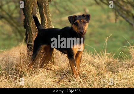 Jagd Terrier ou Terrier de chasse allemand Banque D'Images