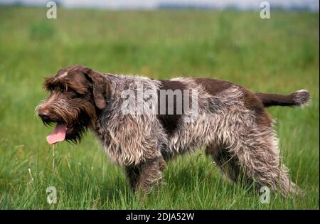 Chien Griffon Korthal ou Wire-Haired chasse chien Banque D'Images