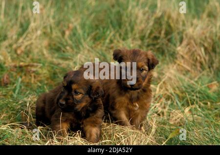 Chien de Briard, chiots debout sur l'herbe Banque D'Images
