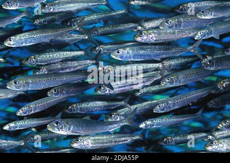 Banc de sardines, Sardinops sagax Banque D'Images