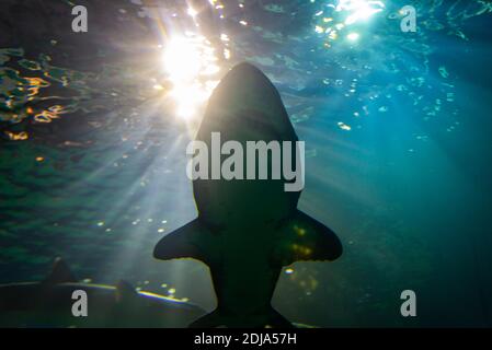 Les requins ont silhoueté contre la lumière du soleil bleue dans l'aquarium comme en eau profonde. Banque D'Images