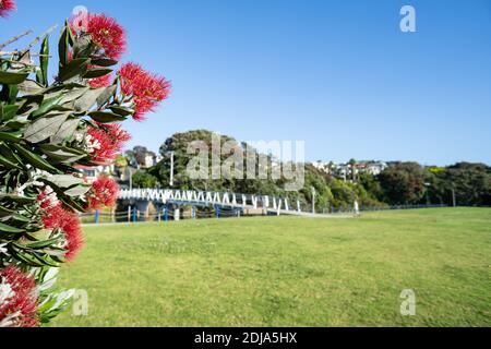 Pohutukawa arbres en pleine floraison à Milford Marina avec piéton pont en arrière-plan Banque D'Images